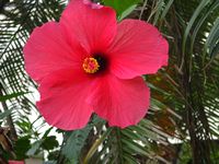 Hibiscus 1.jpg